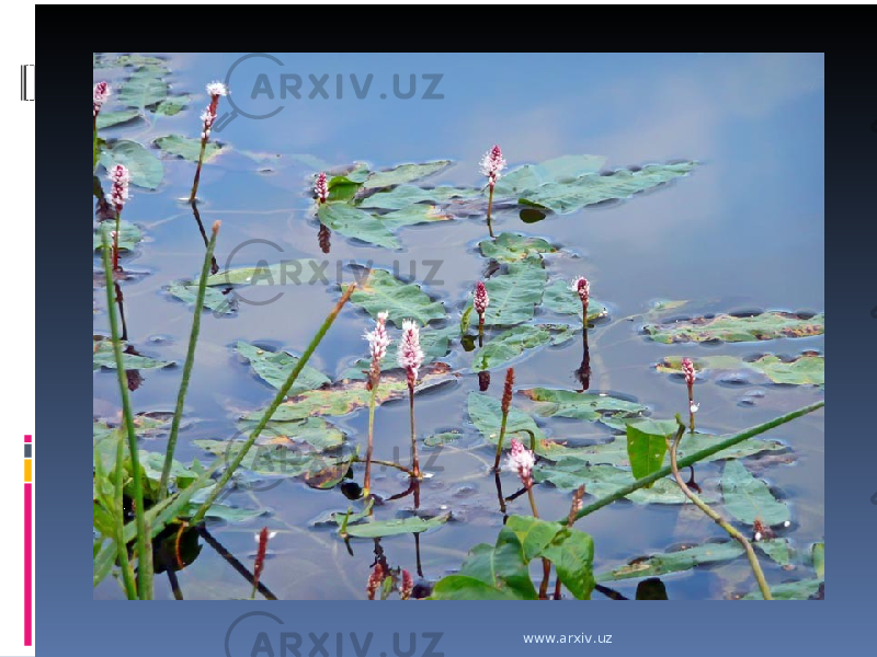 www.arxiv.uz 