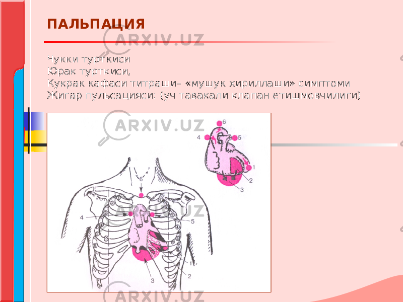 Чукки турткиси Юрак турткиси, Кукрак кафаси титраши– «мушук хириллаши» симптоми Жигар пульсацияси: (уч тавакали клапан етишмовчилиги)   ПАЛЬПАЦИЯ 