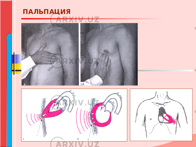 ПАЛЬПАЦИЯ 