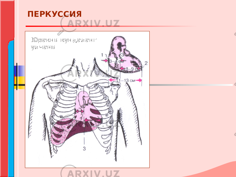 Юракни кундаланг улчамиПЕРКУССИЯ 