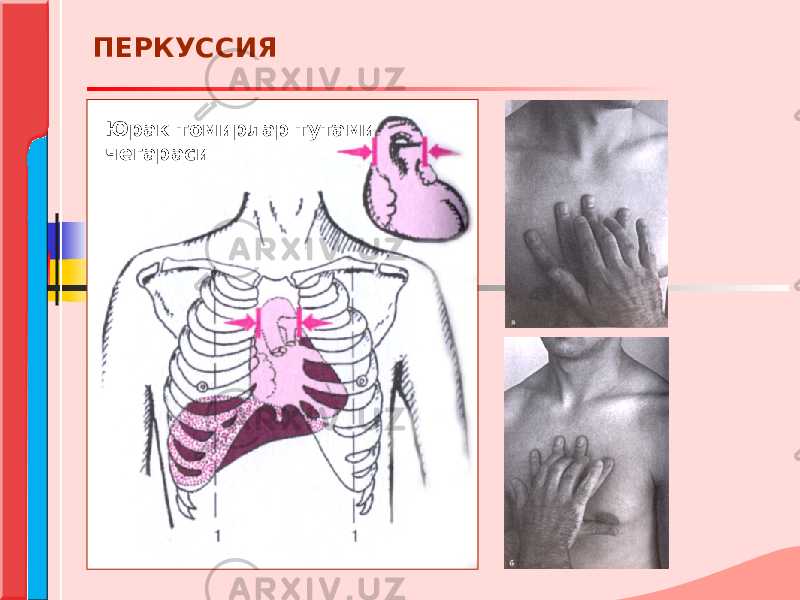 Юрак томирлар тутами чегарасиПЕРКУССИЯ 