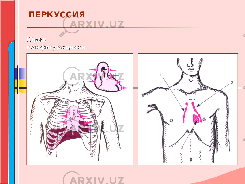 Юрак конфигурацияси ПЕРКУССИЯ 