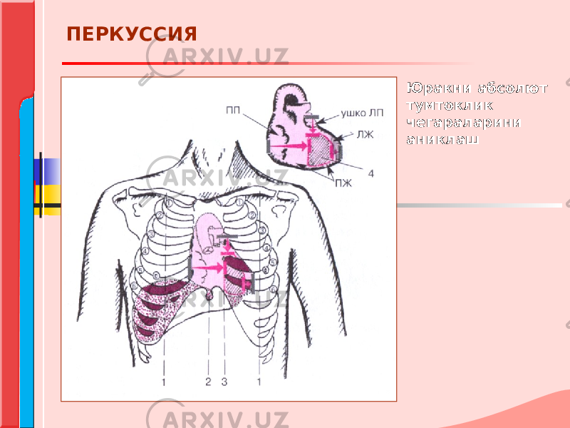 ПЕРКУССИЯ Юракни абсолют тумтоклик чегараларини аниклаш 