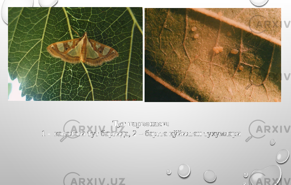 Тут парвонаси: 1 - капалаги тут баргида, 2 – баргга қўйилган тухумлари 
