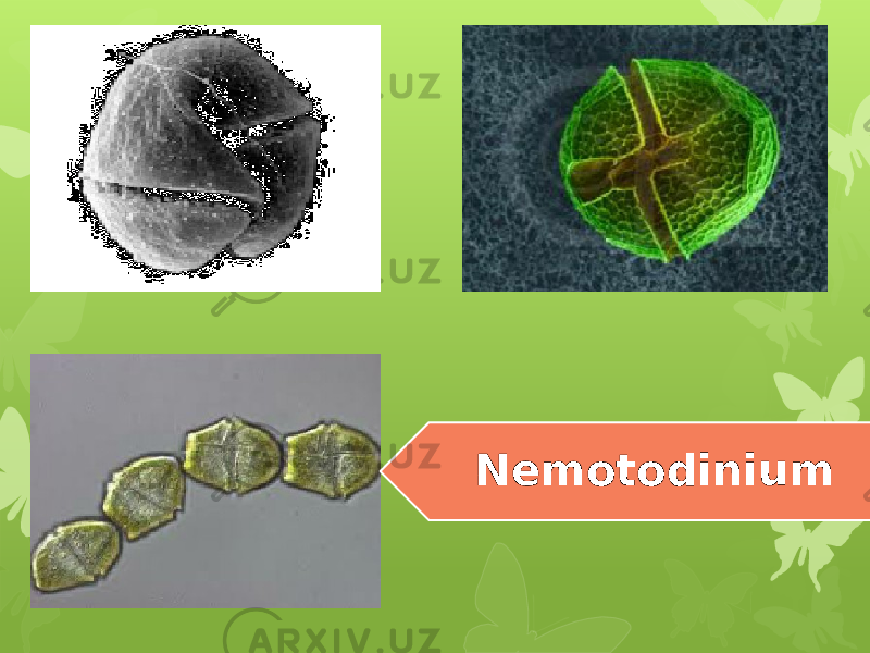 Nemotodinium 