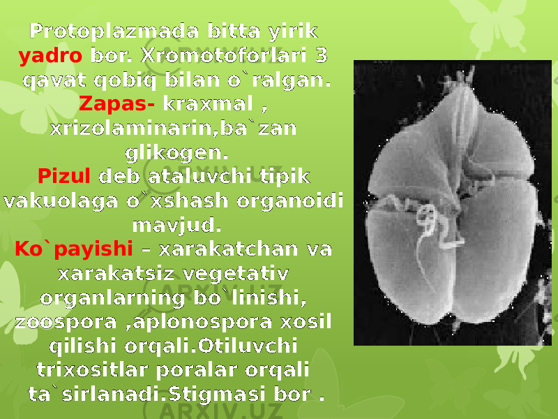 Protoplazmada bitta yirik yadro bor. Xromotoforlari 3 qavat qobiq bilan o`ralgan. Zapas- kraxmal , xrizolaminarin,ba`zan glikogen. Pizul deb ataluvchi tipik vakuolaga o`xshash organoidi mavjud. Ko`payishi – xarakatchan va xarakatsiz vegetativ organlarning bo`linishi, zoospora ,aplonospora xosil qilishi orqali.Otiluvchi trixositlar poralar orqali ta`sirlanadi.Stigmasi bor . 