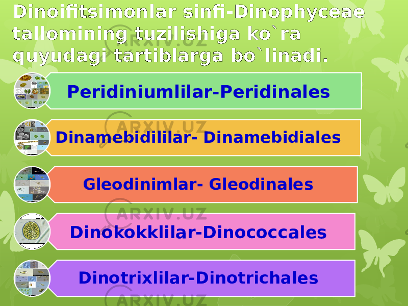 12 Peridiniumlilar-Peridinales Dinamebidililar- Dinamebidiales Gleodinimlar- Gleodinales Dinokokklilar-Dinococcales Dinotrixlilar-DinotrichalesDinoifitsimonlar sinfi-Dinophyceae tallomining tuzilishiga ko`ra quyudagi tartiblarga bo`linadi. 