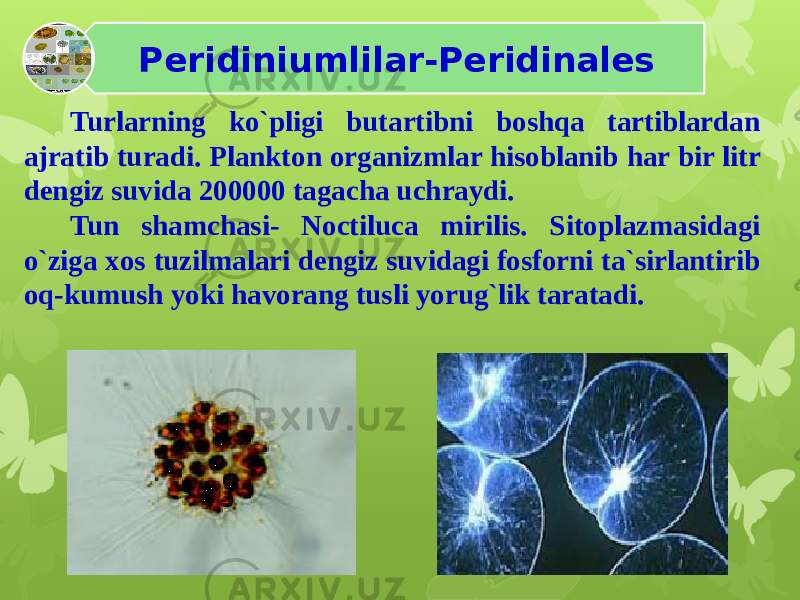 Peridiniumlilar-Peridinales Turlarning ko`pligi butartibni boshqa tartiblardan ajratib turadi. Plankton organizmlar hisoblanib har bir litr dengiz suvida 200000 tagacha uchraydi. Tun shamchasi- Noctiluca mirilis. Sitoplazmasidagi o`ziga xos tuzilmalari dengiz suvidagi fosforni ta`sirlantirib oq-kumush yoki havorang tusli yorug`lik taratadi. 