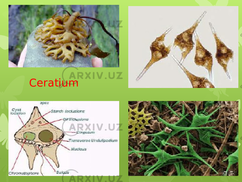 Ceratium 