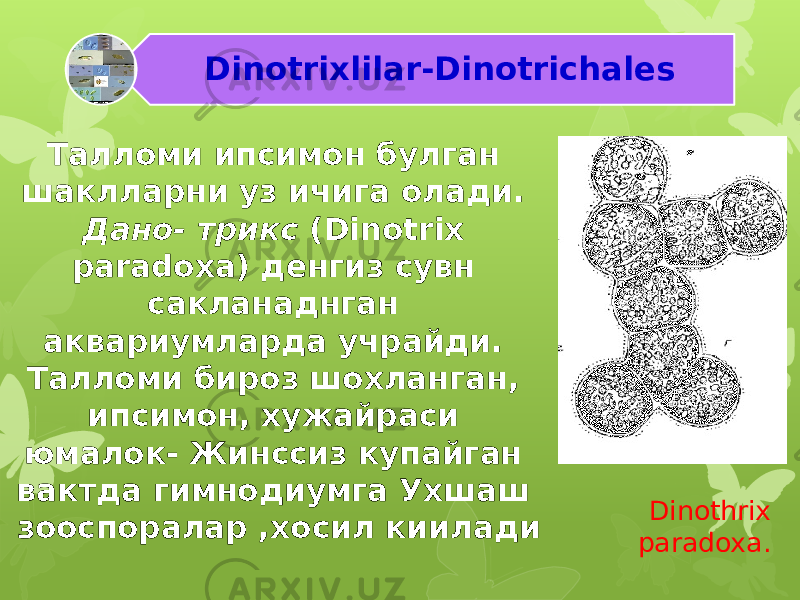 Талломи ипсимон булган шаклларни уз ичига олади. Дано- трикс (Dinotrix paradoxa) денгиз сувн сакланаднган аквариумларда учрайди. Талломи бироз шохланган, ипсимон, хужайраси юмалок- Жинссиз купайган вактда гимнодиумга Ух шаш зооспоралар ,хосил киилади Dinotrixlilar-Dinotrichales Dinothrix paradoxa. 