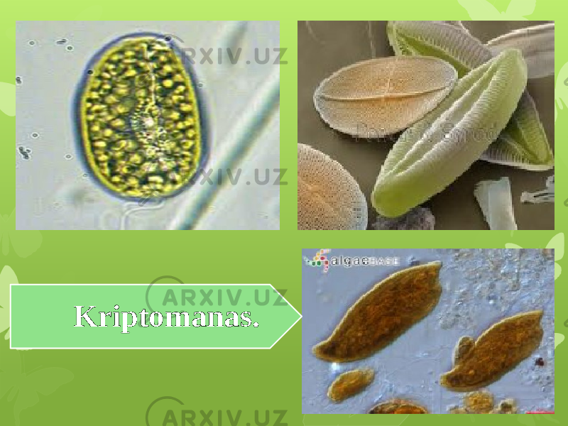 Kriptomanas. 