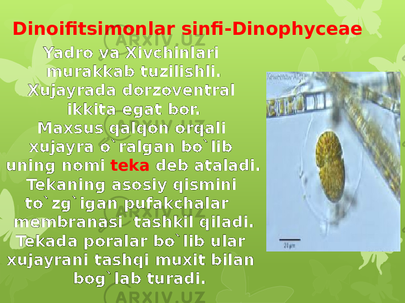 Dinoifitsimonlar sinfi-Dinophyceae Yadro va Xivchinlari murakkab tuzilishli. Xujayrada dorzoventral ikkita egat bor. Maxsus qalqon orqali xujayra o`ralgan bo`lib uning nomi teka deb ataladi. Tekaning asosiy qismini to`zg`igan pufakchalar membranasi tashkil qiladi. Tekada poralar bo`lib ular xujayrani tashqi muxit bilan bog`lab turadi. 