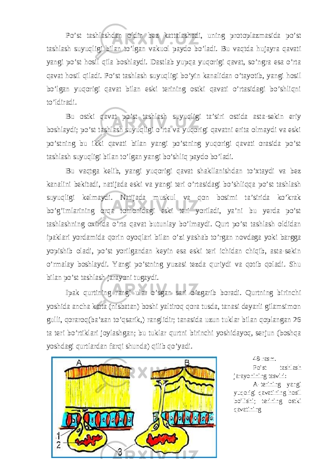 Po’st tashlashdan oldin bez kattalashadi, uning protoplazmasida po’st tashlash suyuqligi bilan to’lgan vakuol paydo bo’ladi. Bu vaqtda hujayra qavati yangi po’st hosil qila boshlaydi. Dastlab yupqa yuqorigi qavat, so’ngra esa o’rta qavat hosil qiladi. Po’st tashlash suyuqligi bo’yin kanalidan o’tayotib, yangi hosil bo’lgan yuqorigi qavat bilan eski terining ostki qavati o’rtasidagi bo’shliqni to’ldiradi. Bu ostki qavat po’st tashlash suyuqligi ta’siri ostida asta-sekin eriy boshlaydi; po’st tashlash suyuqligi o’rta va yuqorigi qavatni erita olmaydi va eski po’stning bu ikki qavati bilan yangi po’stning yuqorigi qavati orasida po’st tashlash suyuqligi bilan to’lgan yangi bo’shliq paydo bo’ladi. Bu vaqtga kelib, yangi yuqorigi qavat shakllanishdan to’xtaydi va bez kanalini bekitadi, natijada eski va yangi teri o’rtasidagi bo’shliqqa po’st tashlash suyuqligi kelmaydi. Natijada muskul va qon bosimi ta’sirida ko’krak bo’g’imlarining orqa tomonidagi eski teri yoriladi, ya’ni bu yerda po’st tashlashning oxirida o’rta qavat butunlay bo’lmaydi. Qurt po’st tashlash oldidan ipaklari yordamida qorin oyoqlari bilan o’zi yashab to’rgan novdaga yoki bargga yopishib oladi, po’st yorilgandan keyin esa eski teri ichidan chiqib, asta-sekin o’rmalay boshlaydi. Yangi po’stning yuzasi tezda quriydi va qotib qoladi. Shu bilan po’st tashlash jarayoni tugaydi. Ipak qurtining rangi ular o’sgan sari o’zgarib boradi. Qurtning birinchi yoshida ancha katta (nisbatan) boshi yaltiroq qora tusda, tanasi deyarli gilamsimon gulli, qoraroq(ba’zan to’qsarik,) ranglidir; tanasida uzun tuklar bilan qoplangan 26 ta teri bo’rtiklari joylashgan; bu tuklar qurtni birinchi yoshidayoq, serjun (boshqa yoshdagi qurtlardan farqi shunda) qilib qo’yadi. 48-rasm. Po’st tashlash jarayonining tasviri: A -terining yangi yuqorigi qavatining hosil bo’lishi; terining ostki qavatining 