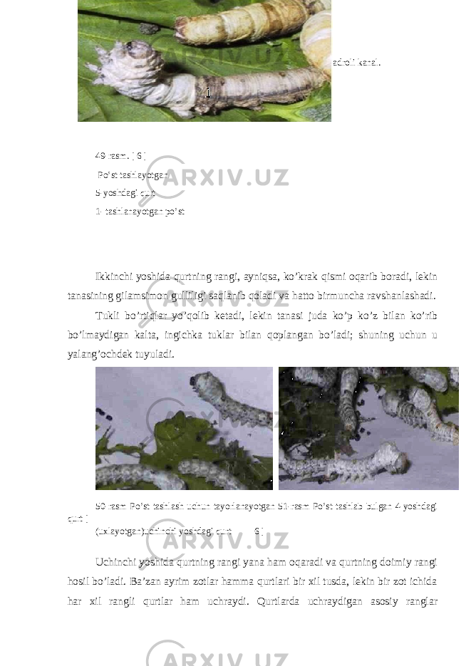 yangidan hosil bo’lishi; B -eski teri qavatidan o’rta va yuqorigi qavat qalgan: 1- yadroli kanal. 2-yadro; 3 - po’st tashlash bezi; 49-rasm. [ 6 ] Po’st tashlayotgan 5-yoshdagi qurt 1- tashlanayotgan po’st Ikkinchi yoshida qurtning rangi, ayniqsa, ko’krak qismi oqarib boradi, lekin tanasining gilamsimon gulliligi saqlanib qoladi va hatto birmuncha ravshanlashadi. Tukli bo’rtiqlar yo’qolib ketadi, lekin tanasi juda ko’p ko’z bilan ko’rib bo’lmaydigan kalta, ingichka tuklar bilan qoplangan bo’ladi; shuning uchun u yalang’ochdek tuyuladi. 50-rasm Po’st tashlash uchun tayorlanayotgan 51-rasm Po’st tashlab bulgan 4-yoshdagi qurt [ (uxlayotgan)uchinchi yoshdagi qurt 6 ] Uchinchi yoshida qurtning rangi yana ham oqaradi va qurtning doimiy rangi hosil bo’ladi. Ba’zan ayrim zotlar hamma qurtlari bir xil tusda, lekin bir zot ichida har xil rangli qurtlar ham uchraydi. Qurtlarda uchraydigan asosiy ranglar 