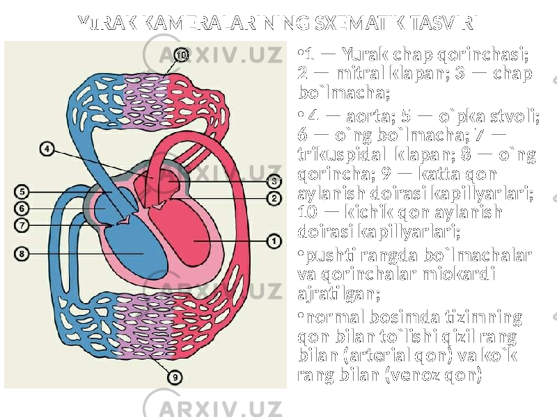 YuRAK KAMERALARINING SXEMATIK TASVIRI • 1 — Yurak chap qorinchasi; 2 — mitral klapan; 3 — chap bo`lmacha; • 4 — aorta; 5 — o`pka stvoli; 6 — o`ng bo`lmacha; 7 — trikuspidal klapan; 8 — o`ng qorincha; 9 — katta qon aylanish doirasi kapillyarlari; 10 — kichik qon aylanish doirasi kapillyarlari; • pushti rangda bo`lmachalar va qorinchalar miokardi ajratilgan; • normal bosimda tizimning qon bilan to`lishi qizil rang bilan (arterial qon) va ko`k rang bilan (venoz qon) 