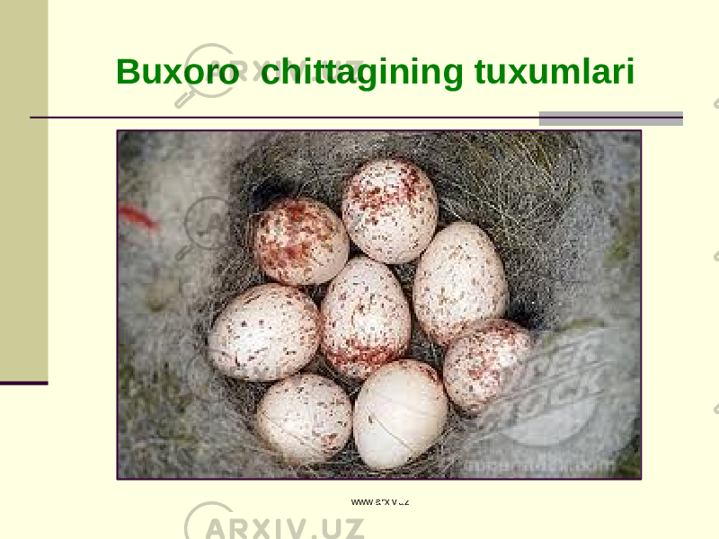 Buxoro chittagining tuxumlari www.arxiv.uz 