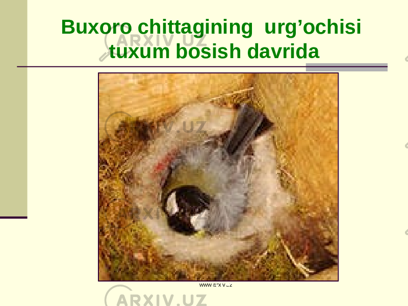 Buxoro chittagining urg’ochisi tuxum bosish davrida www.arxiv.uz 