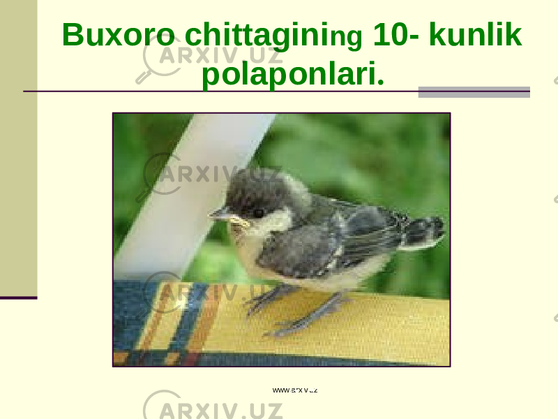Buxoro chittagini ng 10- kunlik polaponlari . www.arxiv.uz 