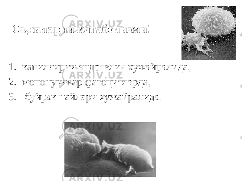 Оқсиларни катаболизми : 1. капиллярни эндотелия хужайралида, 2. мононуклеар фагоцитларда, 3. буйрак найлари хужайралида. 