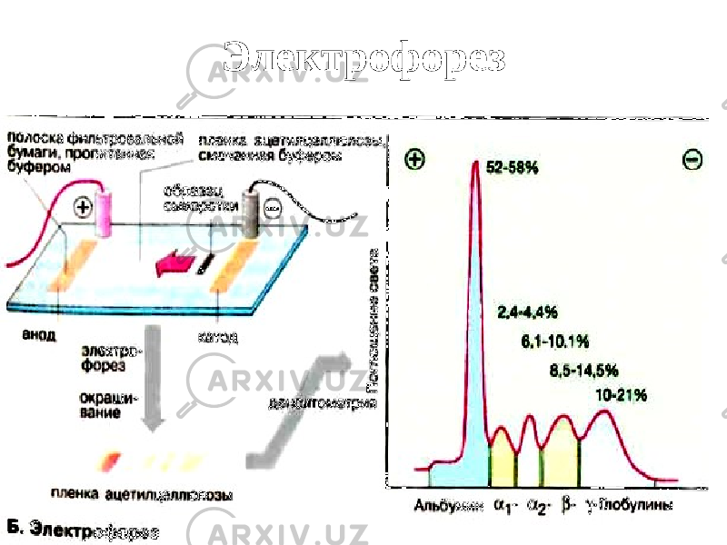 Электрофорез 