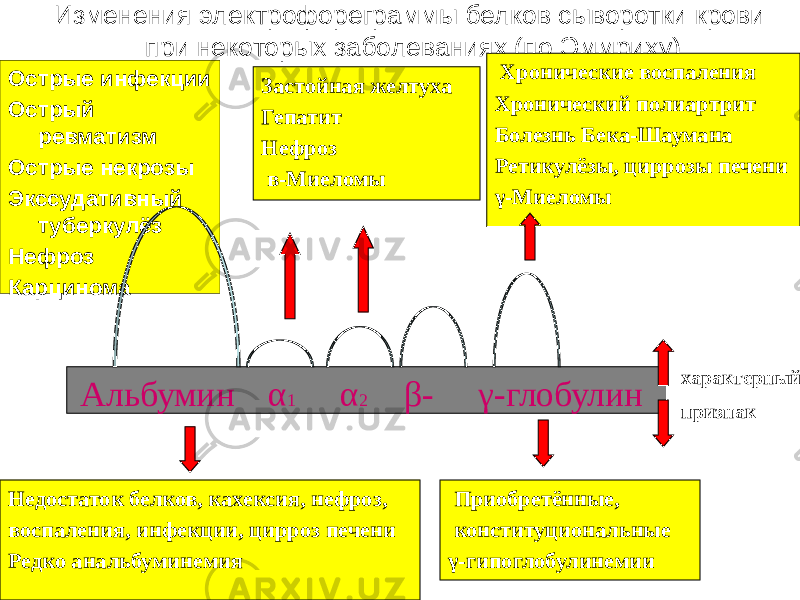 Изменения электрофореграммы белков сыворотки крови при некоторых заболеваниях (по Эммриху) Острые инфекции Острый ревматизм Острые некрозы Экссудативный туберкулёз Нефроз Карцинома Застойная желтуха Гепатит Нефроз в-Миеломы Хронические воспаления Хронический полиартрит Болезнь Бека-Шаумана Ретикулёзы, циррозы печени γ-Миеломы Альбумин α 1 α 2 β- γ-глобулин Недостаток белков, кахексия, нефроз, воспаления, инфекции, цирроз печени Редко анальбуминемия Приобретённые, конституциональные γ-гипоглобулинемии характерный признак 