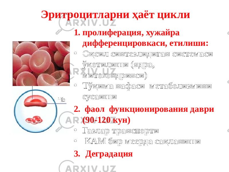 Эритроцитларни ҳаёт цикли 1. пролиферация, хужайра дифференцировкаси, етилиши: • Оқсил синтезлидиган системаси ўқотилиши (ядра, митохондрияси) • Тўқима нафаси метаболизмини сусаиши 2. фаол функционирования даври (90-120 кун) • Газлар транспорти • КАМ бир меерда сақланиши 3. ДеградацияНb 