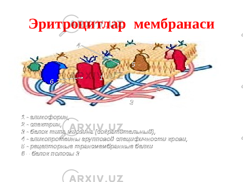 Эритроцитлар мембранаси 1 - гликофорин, 2 - спектрин, 3 - белок типа миозина (сократительный), 4 - гликопротеины групповой специфичности крови, 5 - рецепторные трансмембранные белки 6 – белок полосы 3 21 34 5 6 