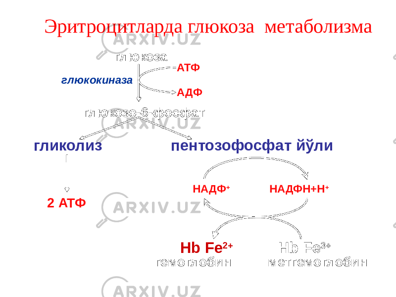 Эритроцитларда глюкоза метаболизма глюкоза глюкозо-6-фосфат гликолиз пентозофосфат йўли АТФ АДФглюкокиназа 2 АТФ НАДФ + НАДФН+Н + Нb Fe 2+ Hb Fe 3+ гемоглобин метгемоглобин 