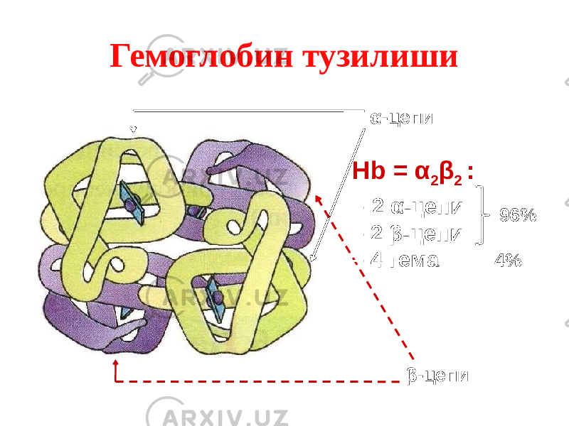 Гемоглобин тузилиши α-цепи β-цепиHb = α 2 β 2 : – 2 α-цепи – 2 β-цепи – 4 гема 4% 96% 