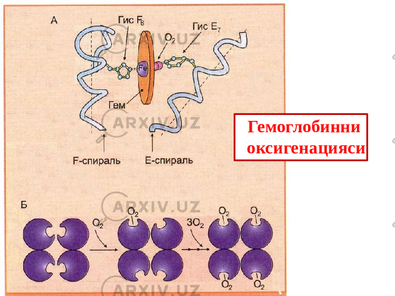 Гемоглобинни оксигенацияси 