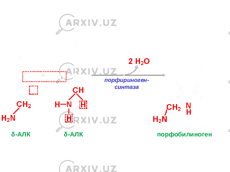 + порфириноген- синтаза δ-АЛК δ-АЛК порфобилиноген 