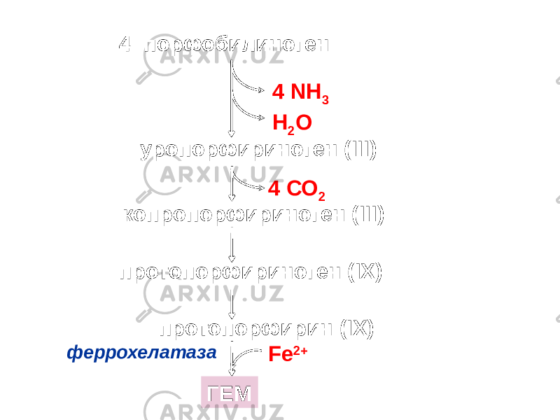 4 порфобилиноген 4 NH 3 H 2 O уропорфириноген (III) копропорфириноген (III) протопорфириноген (IХ) 4 СО 2 протопорфирин (IХ) ГЕМ Fe 2+ феррохелатаза 