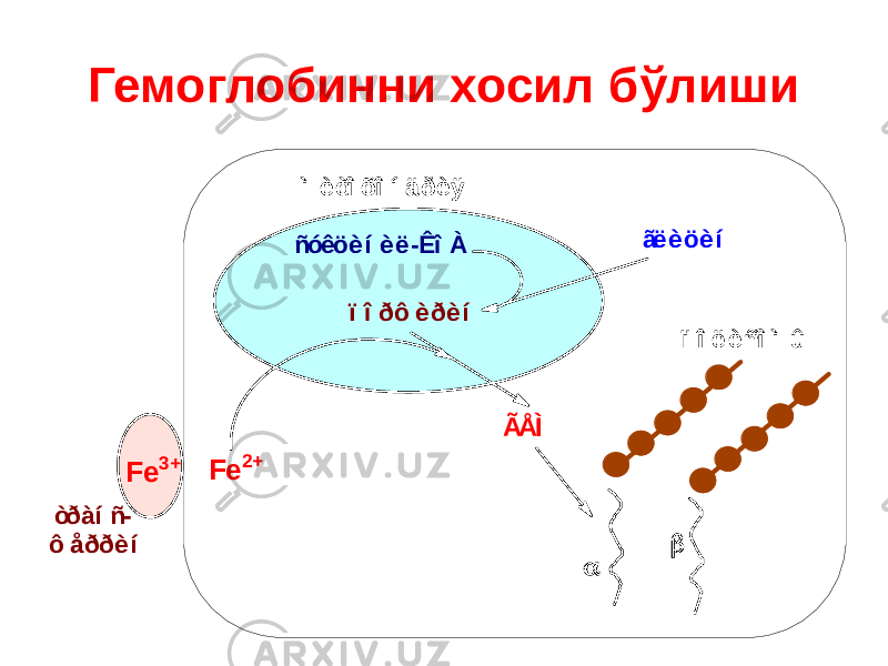 Гемоглобинни хосил бўлиши òðàí ñ- ô åððè í Fe 3+ Fe 2+ ãë è öè í ñóêöè í è ë -Êî À ï î ðô è ðè í ÃÅÌ  ì è òî õî í ä ðè ÿ ï î ë è ñî ì û 