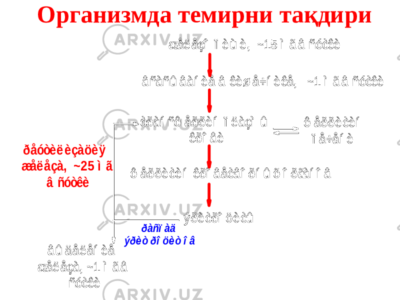 Организмда темирни тақдириæåë åçî ï è ù è , ~15 ì ã â ñóòêè â ñàñû â àí è å â êè ø å÷í è êå, ~1 ì ã â ñóòêè òðàí ñô åððè í ï ë àçì û êðî â è ô åððè òè í ï å÷åí è ô åððè òè í êðî â åòâ î ðí û õ î ðãàí î â ýðè òðî öè òû ðàñï àä ýðè ò ðî öè ò î â â û ä åë åí è å æåë åçà, ~1 ì ã â ñóòêè ðåóòè ë è çàöè ÿ æåë åçà, ~25 ì ã â ñóòêè 