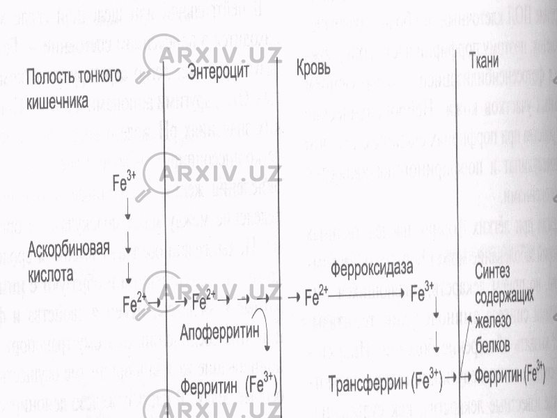 • Северин стр.642, рис.13.7 