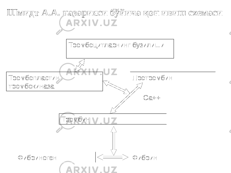 Тромбоцитларнинг бузилиши Тромбопластин- тромбокиназа Фибриноген Протромбин Тромбин Са++ ФибринШмидт А.А. назарияси бўйича қон ивиш схемаси 