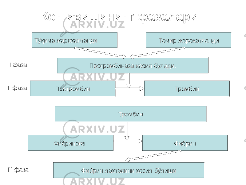 Тўқима жарохатланди Томир жарохатланди Протромбиназа хосил булади. Протромбин Тромбин Тромбин Фибриноген Фибрин Фибрин лахтасини хосил бўлишиҚон ивишининг фазалари I фаза II фаза III фаза 