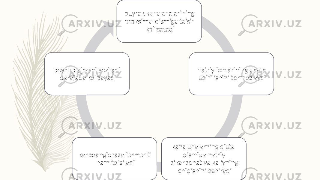 buyrak kanalchalarining proksimal qismiga ta&#39;sir ko`rsatadi natriy ionlarining qayta so`rilishini tormozlaydi kanalchalarning distal qismida natriy bikarbonat va kaliyning chiqishini oshiradikarboangidraza fеrmеnti ham to`siladipеshob ajrashi sеzilarli darajada ko`payadi 