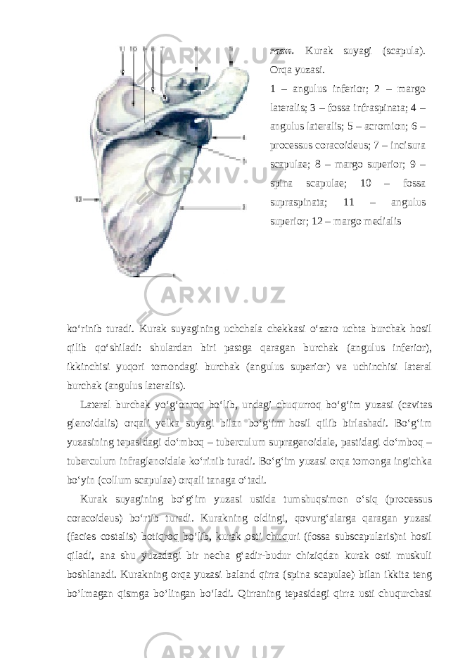 rasm. Kurak suyagi (scapula). Orqa yuzasi. 1 – angulus inferior; 2 – margo lateralis; 3 – fossa infraspinata; 4 – angulus lateralis; 5 – acromion; 6 – processus coracoideus; 7 – incisura scapulae; 8 – margo superior; 9 – spina scapulae; 10 – fossa supraspinata; 11 – angulus superior; 12 – margo medialis ko‘rinib turadi. Kurak suyagining uchchala chekkasi o‘zaro uchta burchak hosil qilib qo‘shiladi: shulardan biri pastga qaragan burchak (angulus inferior), ikkinchisi yuqori tomondagi burchak (angulus superior) va uchinchisi lateral burchak (angulus lateralis). Lateral burchak yo‘g‘onroq bo‘lib, undagi chuqurroq bo‘g‘im yuzasi (cavitas glenoidalis) orqali yelka suyagi bilan bo‘g‘im hosil qilib birlashadi. Bo‘g‘im yuzasining tepasidagi do‘mboq – tuberculum supragenoidale, pastidagi do‘mboq – tuberculum infraglenoidale ko‘rinib turadi. Bo‘g‘im yuzasi orqa tomonga ingichka bo‘yin (collum scapulae) orqali tanaga o‘tadi. Kurak suyagining bo‘g‘im yuzasi ustida tumshuqsimon o‘siq (processus coracoideus) bo‘rtib turadi. Kurakning oldingi, qovurg‘alarga qaragan yuzasi (facies costalis) botiqroq bo‘lib, kurak osti chuquri (fossa subscapularis)ni hosil qiladi, ana shu yuzadagi bir necha g‘adir-budur chiziqdan kurak osti muskuli boshlanadi. Kurakning orqa yuzasi baland qirra (spina scapulae) bilan ikkita teng bo‘lmagan qismga bo‘lingan bo‘ladi. Qirraning tepasidagi qirra usti chuqurchasi 