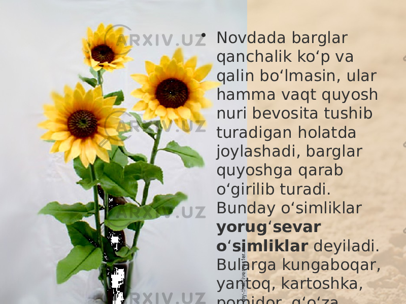 • Novdada barglar qanchalik ko‘p va qalin bo‘lmasin, ular hamma vaqt quyosh nuri bevosita tushib turadigan holatda joylashadi, barglar quyoshga qarab o‘girilib turadi. Bunday o‘simliklar yorug ‘ sevar o ‘ simliklar deyiladi. Bularga kungaboqar, yantoq, kartoshka, pomidor, g‘o‘za kabilar kiradi. 