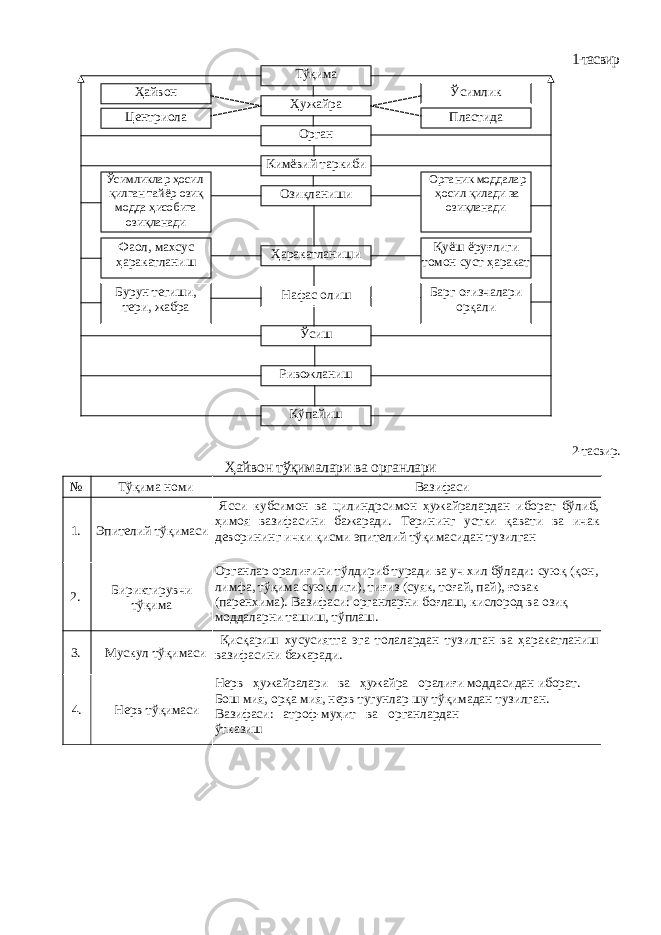 1-тасвир 2-тасвир. Ҳайвон тўқималари ва органлари № Тўқима номи Вазифаси 1. Эпителий тўқимаси Ясси кубсимон ва цилиндрсимон ҳужайралардан иборат бўлиб, ҳимоя вазифасини бажаради. Терининг устки қавати ва ичак деворининг ички қисми эпителий тўқимасидан тузилган 2. Бириктирувчи тўқима Органлар оралиғини тўлдириб туради ва уч хил бўлади: суюқ (қон, лимфа, тўқима суюқлиги), тиғиз (суяк, тоғай, пай), ғовак (паренхима). Вазифаси: органларни боғлаш, кислород ва озиқ моддаларни ташиш, тўплаш. 3. Мускул тўқимаси Қисқариш хусусиятга эга толалардан тузилган ва ҳаракатланиш вазифасини бажаради. 4. Нерв тўқимаси Нерв ҳужайралари ва ҳужайра оралиғи моддасидан иборат. Бош мия, орқа мия, нерв тугунлар шу тўқимадан тузилган. Вазифаси: атроф-муҳит ва органлардан ўтказиш Тўқима Ҳужайра Орган Кимёвий таркиби Озиқланиши Ҳаракатланиши Нафас олиш Ўсиш Ривожланиш КўпайишҲайвон Центриола Ўсимлик Пластида Ўсимликлар ҳосил қилган тайёр озиқ модда ҳисобига озиқланади Органик моддалар ҳосил қилади ва озиқланади Фаол, махсус ҳаракатланиш Қуёш ёруғлиги томон суст ҳаракат Бурун тегиши, тери, жабра Барг оғизчалари орқали 