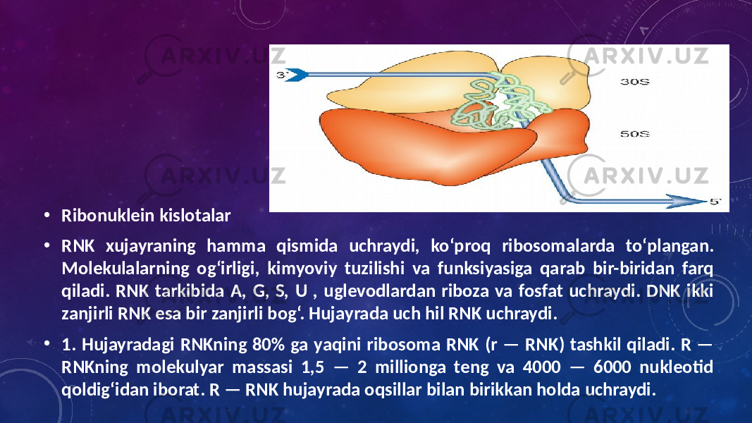 • Ribonuklein kislotalar • RNK xujayraning hamma qismida uchraydi, ko‘proq ribosomalarda to‘plangan. Molekulalarning og‘irligi, kimyoviy tuzilishi va funksiyasiga qarab bir-biridan farq qiladi. RNK tarkibida A, G, S, U , uglevodlardan riboza va fosfat uchraydi. DNK ikki zanjirli RNK esa bir zanjirli bog‘. Hujayrada uch hil RNK uchraydi. • 1. Hujayradagi RNKning 80% ga yaqini ribosoma RNK (r — RNK) tashkil qiladi. R — RNKning molekulyar massasi 1,5 — 2 millionga teng va 4000 — 6000 nukleotid qoldig‘idan iborat. R — RNK hujayrada oqsillar bilan birikkan holda uchraydi. 