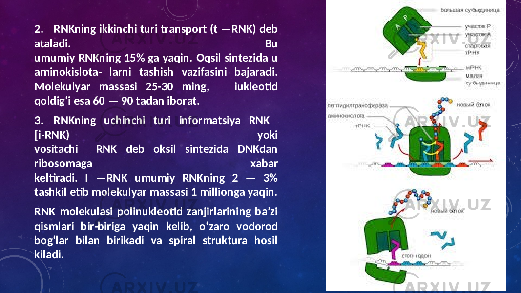 2. RNKning ikkinchi turi transport (t —RNK) deb ataladi. Bu umumiy RNKning 15% ga yaqin. Oqsil sintezida u aminokislota- larni tashish vazifasini bajaradi. Molekulyar massasi 25-30 ming, iukleotid qoldig‘i esa 60 — 90 tadan iborat. 3. RNKning uchinchi turi informatsiya RNK [i-RNK) yoki vositachi RNK deb oksil sintezida DNKdan ribosomaga xabar keltiradi. I —RNK umumiy RNKning 2 — 3% tashkil etib molekulyar massasi 1 millionga yaqin. RNK molekulasi polinukleotid zanjirlarining ba’zi qismlari bir-biriga yaqin kelib, o‘zaro vodorod bog‘lar bilan birikadi va spiral struktura hosil kiladi. 