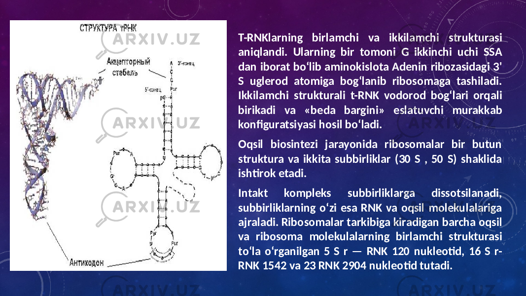 T-RNKlarning birlamchi va ikkilamchi strukturasi aniqlandi. Ularning bir tomoni G ikkinchi uchi SSA dan iborat bo‘lib aminokislota Adenin ribozasidagi 3&#39; S uglerod atomiga bog‘lanib ribosomaga tashiladi. Ikkilamchi strukturali t-RNK vodorod bog‘lari orqali birikadi va «beda bargini» eslatuvchi murakkab konfiguratsiyasi hosil bo‘ladi. Oqsil biosintezi jarayonida ribosomalar bir butun struktura va ikkita subbirliklar (30 S , 50 S) shaklida ishtirok etadi. Intakt kompleks subbirliklarga dissotsilanadi, subbirliklarning o‘zi esa RNK va oqsil molekulalariga ajraladi. Ribosomalar tarkibiga kiradigan barcha oqsil va ribosoma molekulalarning birlamchi strukturasi to‘la o‘rganilgan 5 S r — RNK 120 nukleotid, 16 S r- RNK 1542 va 23 RNK 2904 nukleotid tutadi. 