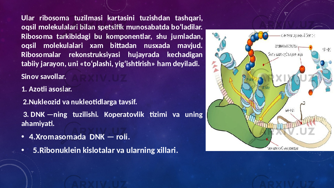 Ular ribosoma tuzilmasi kartasini tuzishdan tashqari, oqsil molekulalari bilan spetsifik munosabatda bo‘ladilar. Ribosoma tarkibidagi bu komponentlar, shu jumladan, oqsil molekulalari xam bittadan nusxada mavjud. Ribosomalar rekonstruksiyasi hujayrada kechadigan tabiiy jarayon, uni «to‘plashi, yig‘ishtirish» ham deyiladi. Sinov savollar. 1. Azotli asoslar. 2.Nukleozid va nukleotidlarga tavsif. 3. DNK —ning tuzilishi. Koperatovlik tizimi va uning ahamiyati. • 4.Xromasomada DNK — roli. • 5.Ribonuklein kislotalar va ularning xillari. 