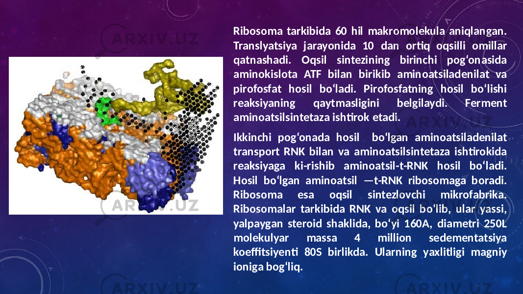 Ribosoma tarkibida 60 hil makromolekula aniqlangan. Translyatsiya jarayonida 10 dan ortiq oqsilli omillar qatnashadi. Oqsil sintezining birinchi pog‘onasida aminokislota ATF bilan birikib aminoatsiladenilat va pirofosfat hosil bo‘ladi. Pirofosfatning hosil bo‘lishi reaksiyaning qaytmasligini belgilaydi. Ferment aminoatsilsintetaza ishtirok etadi. Ikkinchi pog‘onada hosil bo‘lgan aminoatsiladenilat transport RNK bilan va aminoatsilsintetaza ishtirokida reaksiyaga ki-rishib aminoatsil-t-RNK hosil bo‘ladi. Hosil bo‘lgan aminoatsil —t-RNK ribosomaga boradi. Ribo soma esa oqsil sintezlovchi mikrofabrika. Ribosomalar tarkibida RNK va oqsil bo‘lib, ular yassi, yalpaygan steroid shaklida, bo‘yi 160A, diametri 250L molekulyar massa 4 million sedementatsiya koeffitsiyenti 80S birlikda. Ularning yaxlitligi magniy ioniga bog‘liq. 