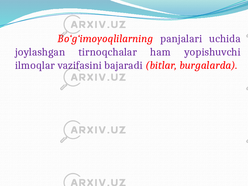  Bo‘g‘imoyoqlilarning panjalari uchida joylashgan tirnoqchalar ham yopishuvchi ilmoqlar vazifasini bajaradi (bitlar, burgalarda). 