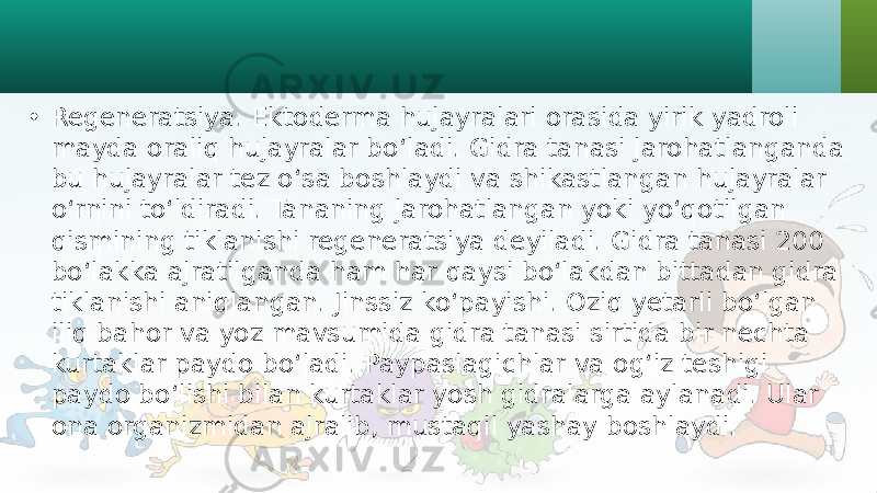 • Regeneratsiya. Ektoderma hujayralari orasida yirik yadroli mayda oraliq hujayralar bo‘ladi. Gidra tanasi jarohatlanganda bu hujayralar tez o‘sa boshlaydi va shikastlangan hujayralar o‘rnini to‘ldiradi. Tananing jarohatlangan yoki yo‘qotilgan qismining tiklanishi regeneratsiya deyiladi. Gidra tanasi 200 bo‘lakka ajratilganda ham har qaysi bo‘lakdan bittadan gidra tiklanishi aniqlangan. Jinssiz ko‘payishi. Oziq yetarli bo‘lgan iliq bahor va yoz mavsumida gidra tanasi sirtida bir nechta kurtaklar paydo bo‘ladi. Paypaslagichlar va og‘iz teshigi paydo bo‘lishi bilan kurtaklar yosh gidralarga aylanadi. Ular ona organizmidan ajralib, mustaqil yashay boshlaydi. 