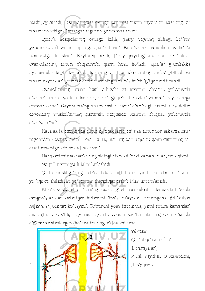 holda joylashadi, beshinchi yosh oxiriga borib esa tuxum naychalari boshlang’ich tuxumdon ichiga o’rnashgan tugunchaga o’xshab qoladi. Qurtlik bosqichining oxiriga kelib, jinsiy payning oldingi bo’limi yo’g’onlashadi va to’rt qismga ajralib turadi. Bu qismlar tuxumdonning to’rtta naychasiga tutashadi. Keyinroq borib, jinsiy payning ana shu bo’limidan ovariollarning tuxum chiqaruvchi qismi hosil bo’ladi. Qurtlar g’umbakka aylangandan keyin tez orada boshlang’ich tuxumdonlarning pardasi yirtiladi va tuxum naychalari g’umbak qorin qismining umumiy bo’shlig’iga tushib turadi. Ovariollarning tuxum hosil qiluvchi va tuxumni chiqarib yuboruvchi qismlari ana shu vaqtdan boshlab, bir-biriga qo’shilib ketadi va yaxlit naychalarga o’xshab qoladi. Naychalarning tuxum hosil qiluvchi qismidagi tuxumlar ovariollar devoridagi muskullarning qisqarishi natijasida tuxumni chiqarib yuboruvchi qismiga o’tadi. Kapalaklik bosqichida butunlay shakllanib bo’lgan tuxumdon sakkizta uzun naychadan - ovariollardan iborat bo’lib, ular urg’ochi kapalak qorin qismining har qaysi tomoniga to’rttadan joylashadi Har qaysi to’rtta ovariolning oldingi qismlari ichki kamera bilan, orqa qismi esa juft tuxum yo’li bilan birlashadi. Qorin bo’shlig’ining oxirida ikkala juft tuxum yo’li umumiy toq tuxum yo’liga qo’shiladi, bu yo’l tuxum chiqadigan teshik bilan tamomlanadi. Kichik yoshdagi qurtlarning boshlang’ich tuxumdonlari kameralari ichida ovogoniylar deb ataladigan birlamchi jinsiy hujayralar, shuningdek, follikulyar hujayralar juda tez ko’payadi. To’rtinchi yosh boshlarida, ya’ni tuxum kameralari anchagina cho’zilib, naychaga aylanib qolgan vaqtlar ularning orqa qismida differensiatsiyalangan (bo’lina boshlagan) joy ko’rinadi. 98-rasm. Qurtning tuxumdoni ; 1-traxeyalari; 2-bel naychsi; 3-tuxumdoni; 4- jinsiy payi. 