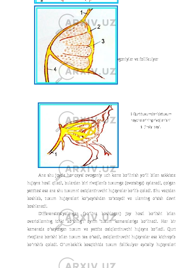  99-rasm.A. Qurtning kesib ko’rsatilgan: tuxumdoni 1-traxeyalari 2- tuxumdonnnng pardasi; 3-oogoniylar va follikulyar hujayralari; 4- jinsiy payi Ana shu joyda har qaysi ovogoniy uch karra bo’linish yo’li bilan sakkizta hujayra hosil qiladi, bulardan biri rivojlanib tuxumga (ovotsitga) aylanadi, qolgan yettitasi esa ana shu tuxumni oziqlantiruvchi hujayralar bo’lib qoladi. Shu vaqtdan boshlab, tuxum hujayralari ko’payishdan to’xtaydi va ularning o’sish davri boshlanadi. Differensiatsiyalangan (bo’lina boshlagan) joy hosil bo’lishi bilan ovariollarning ichki bo’shlig’i ayrim tuxum kameralariga bo’linadi. Har bir kamerada o’sayotgan tuxum va yettita oziqlantiruvchi hujayra bo’ladi. Qurt rivojlana borishi bilan tuxum tez o’sadi, oziqlantiruvchi hujayralar esa kichrayib bo’rishib qoladi. G’umbaklik bosqichida tuxum follikulyar epiteliy hujayralari B Qurt tuxumdonida tuxum naychalarining rivojlanishi 1 - jinsiy payi . 